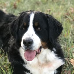 Zena  - Bernese Mountain Dog