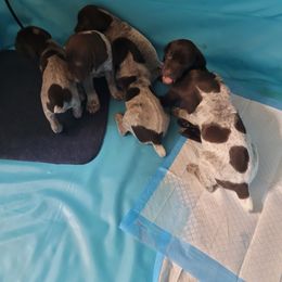 German Shorthaired Pointer Puppies from Stoney Fork German Shorthaired Pointers