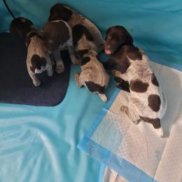 German Shorthaired Pointer Puppies from Stoney Fork German Shorthaired Pointers