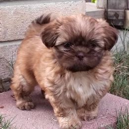 Suzy Q - Liver female Shih Tzu puppy in Grand Prairie, Texas from R&R Shih-Tzus & Stud Services