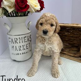 Sheepadoodle Puppies from Smokey Mountain Sheepadoodles