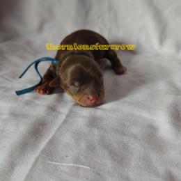Murray - Chocolate tan and white male Biewer Terrier puppy in Memphis, Tennessee from Thorntons Fur Crew