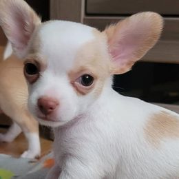 Cavapoos and Chihuahuas from Kings Peak kennel