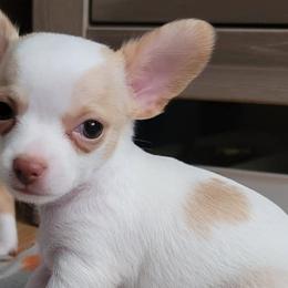 Cavapoos and Chihuahuas from Kings Peak kennel