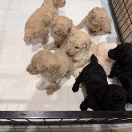 Poodle puppies from The Standards