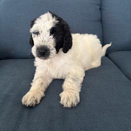 Cosmo - White and black male Bordoodle puppy in Indianapolis, Indiana from Indiana Bordoodles