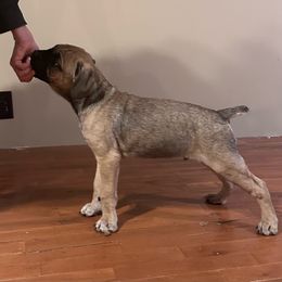 Hoss - Gray and fawn Cane Corso puppy in Alabama from Cane Sportivo