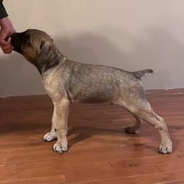 Hoss - Gray and fawn Cane Corso puppy in Alabama from Cane Sportivo