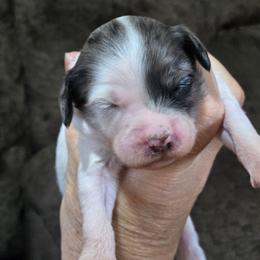 Feta - Parti female Goldendoodle puppy in Crawfordsville, Iowa from DoodleBlessings