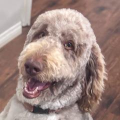 Newfypoos from Diaz Family Acres Doodles