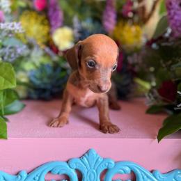 Boy 3 - Dapple male Dachshund puppy in Wills Point, Texas from Duck Creek Farm