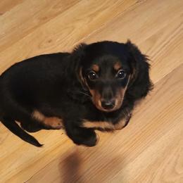 Princess - Black and tan female Dachshund puppy in Gamaliel, Arkansas from WyldNFree Aussies