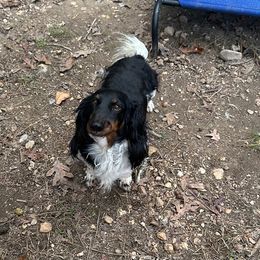Oreo - Black and tan male Dachshund puppy in Hensley, Arkansas from The Dachshund Barn