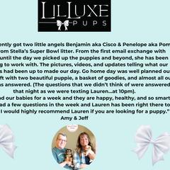 Morkie and Shorkie Puppies from Lil Luxe Pups