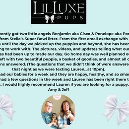 Morkie and Shorkie Puppies from Lil Luxe Pups