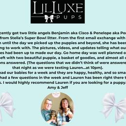 Morkie and Shorkie Puppies from Lil Luxe Pups