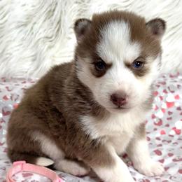 Emmy - Red and white female Siberian Husky puppy in Vail, Iowa from Homegrown Huskies