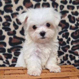 Mackson TEACUP - White male Maltese puppy in Monticello, Iowa from Ashley’s Puppies
