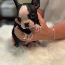 Baby girl 2 - Black and white female Boston Terrier puppy in Covington, Georgia from Tuxedo Bostons and French Bulldogs