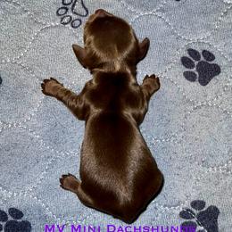 Topaz - Chocolate and tan female Dachshund puppy in Carlsbad, Texas from MV Mini Dachshunds