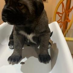 Raven - Anatolian Shepherd Dog puppy in Berkeley County, West Virginia from Reich Anatolians and Friends