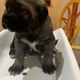 Raven - Anatolian Shepherd Dog puppy in Berkeley County, West Virginia from Reich Anatolians and Friends