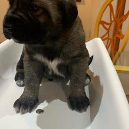 Raven - Anatolian Shepherd Dog puppy in Berkeley County, West Virginia from Reich Anatolians and Friends