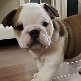 Bulldogs from Zuperior Bulldog Kennels