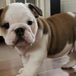 Bulldogs from Zuperior Bulldog Kennels