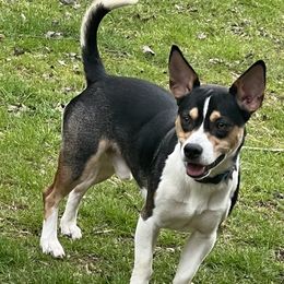 Dachshunds and Russell Terriers from Kirsten’s Puppies