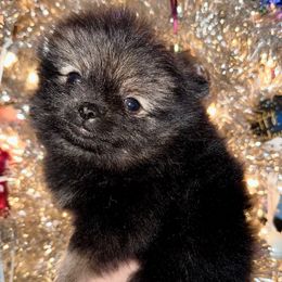 Alana - Wolf sable female Pomeranian puppy in Springfield, Missouri from Hope Mountain Pomeranians