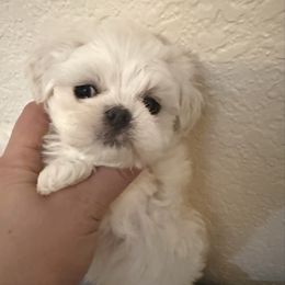 Boy - White male Maltese puppy in California from Yorkie & Maltese Royalty
