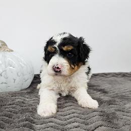 Rad - Tri-color male Bernedoodle puppy in Granton, Wisconsin from Rose River Farms