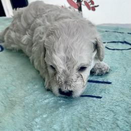 Whiby - White male Poodle puppy in Wichita, Kansas from Adagio Toy Poodles