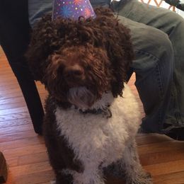 Miniature Schnauzers and Poodles from Bits & Bytes Farm