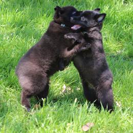 Schipperke All Grown Up from Safari Schipperkes