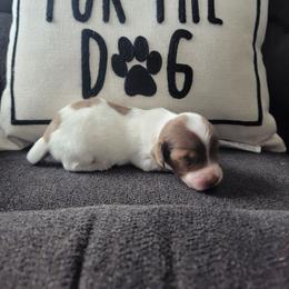 COWBOY - Piebald male Dachshund puppy in Paradise, Texas from C and J Minis