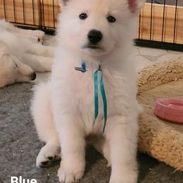 Berger Blanc Suisse Puppies from Absolute Dream White Swiss Shepherds