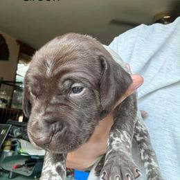 Green - Liver and white female German Shorthaired Pointer puppy in Whitelaw, Wisconsin from French Creek GSPs