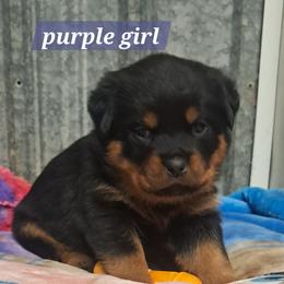 Girl 1 - Black and mahogany female Rottweiler puppy in De Witt, Iowa from Irish Eyes Kennels