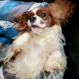 Iroh - Cavalier King Charles Spaniel