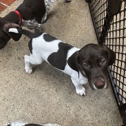 German Shorthaired Pointer Puppies from Blue Mountain GSP's