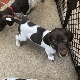 German Shorthaired Pointer Puppies from Blue Mountain GSP's