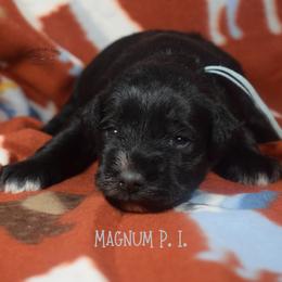 Magnum P. I. - Black male Miniature Schnauzer puppy in Sedalia, Missouri from Farmer Brown's Puppies