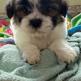 Brooks - Tricolor male Shih Tzu puppy in Stafford, Virginia from Bayview Pups