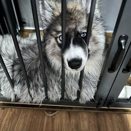 Siberian Husky Puppies from TRUHUSKY SIBERIANS