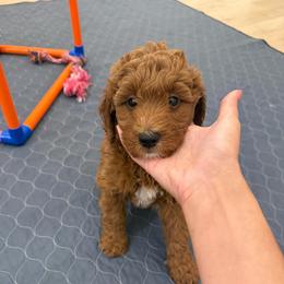 Boy 3 - Red  male Goldendoodle puppy in Godley, Texas from Godley Designer Doodles