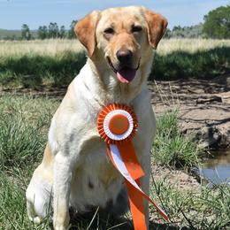 Labrador Retrievers from Valedictorian Retrievers