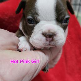 Hot Pink Collar Girl - Brindle and white female Boston Terrier puppy in Salina, Kansas from Giles' Boston Babies