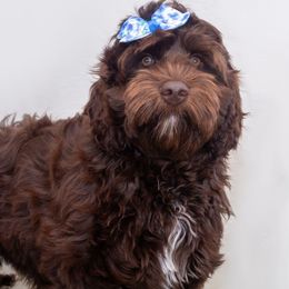 Cammie - Chocolate Australian Labradoodle puppy in Wewahitchka, Florida from Stony Brook Australian Labradoodles, LLC